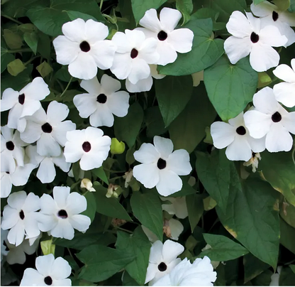 Park Seed Susie White Black-Eyed Susan Vine Thunbergia Seeds