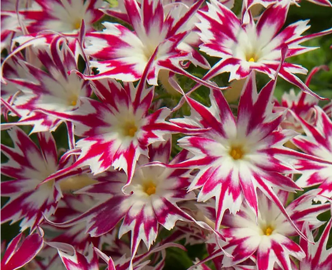 Park Seed Popstars Rose With Eye Phlox Seeds