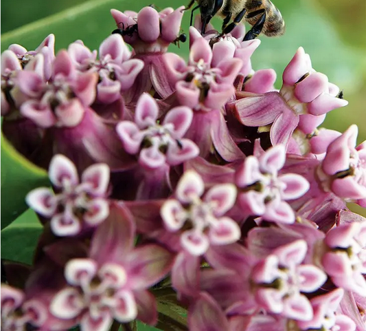 Park Seed Common Milkweed Heirloom Seeds