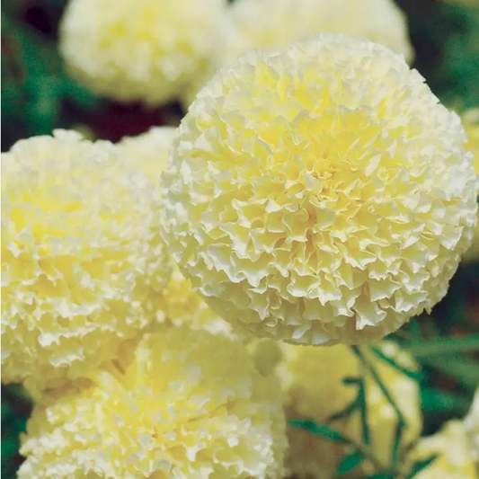 Park Seed  'White Swan' Marigold Seeds