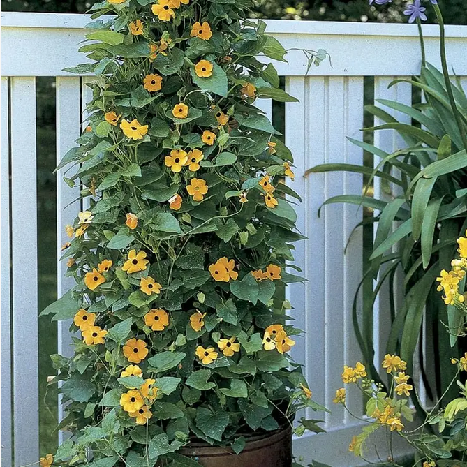 Park Seed  Black-Eyed Susan Vine Seeds