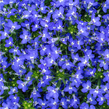 Park Seed Fountain Blue Lobelia Seeds