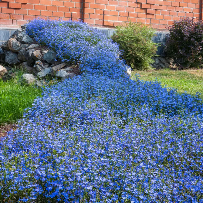 Park Seed Fountain Blue Lobelia Seeds