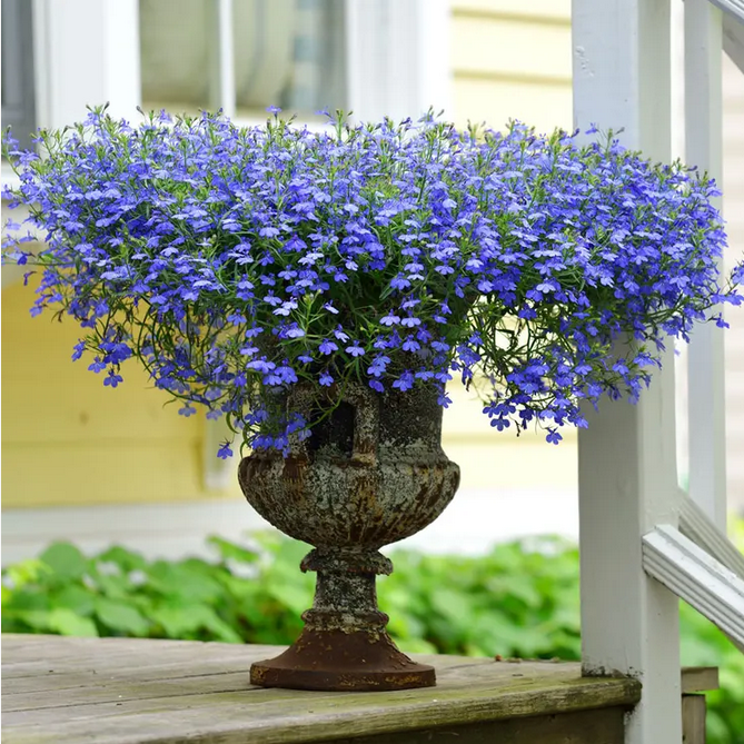 Park Seed Fountain Blue Lobelia Seeds