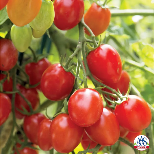 Park Seed  Fantastico Hybrid Grape Tomato Seeds