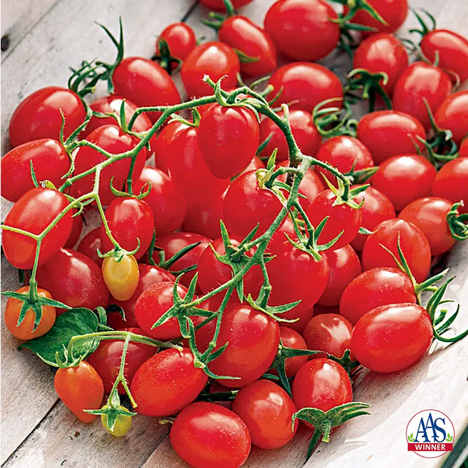 Park Seed  Fantastico Hybrid Grape Tomato Seeds