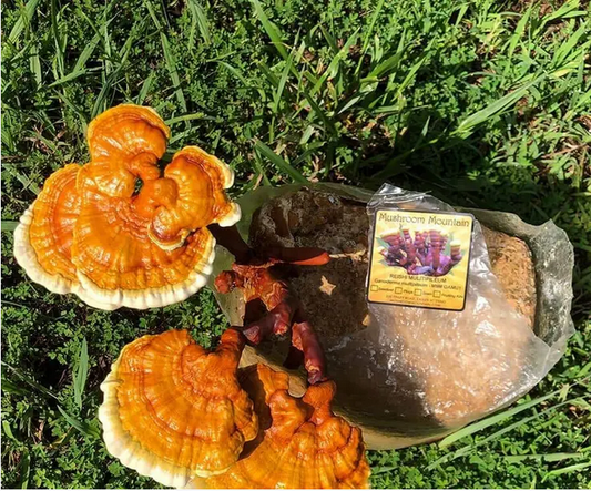 Park Seed Golden Reishi Mushroom