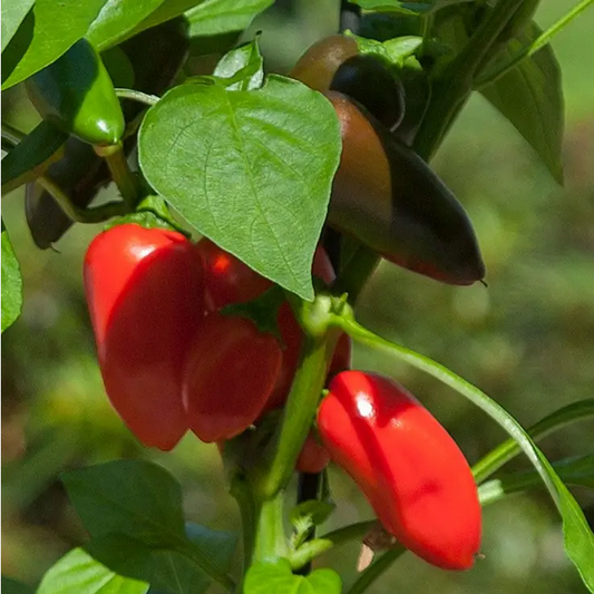 Park Seed  Kitchen Minis Fresh Bites Red Edible Potted Pepper Seeds