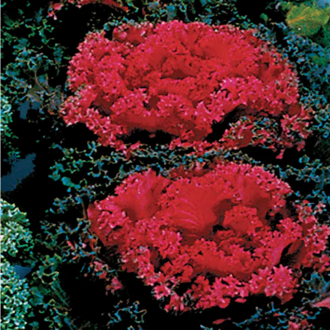 Park Seed  Nagoya Red Ornamental Kale Seeds