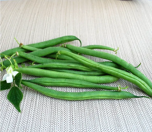 Park Seed  Derby Green Organic Bush Bean Seeds