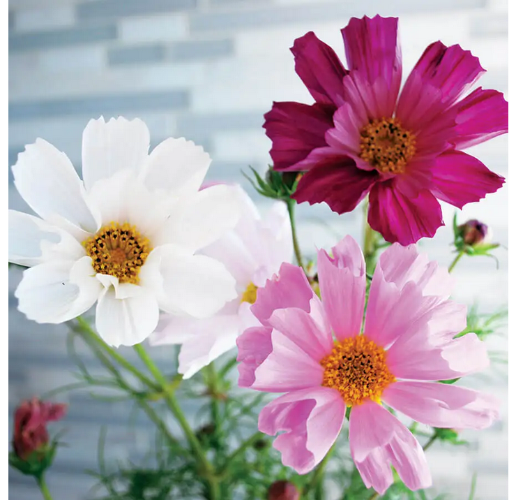 Park Seed Sea Shells Mix Organic Cosmos Seeds