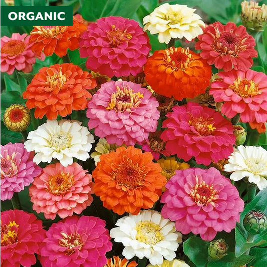 Park Seed Thumbelina Mix Zinnia Seeds