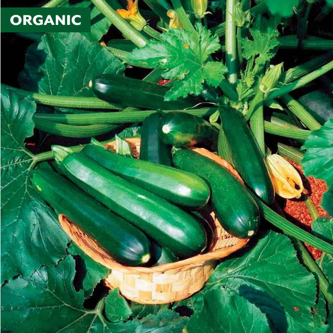 Park Seed  Black Beauty Organic Squash Seeds