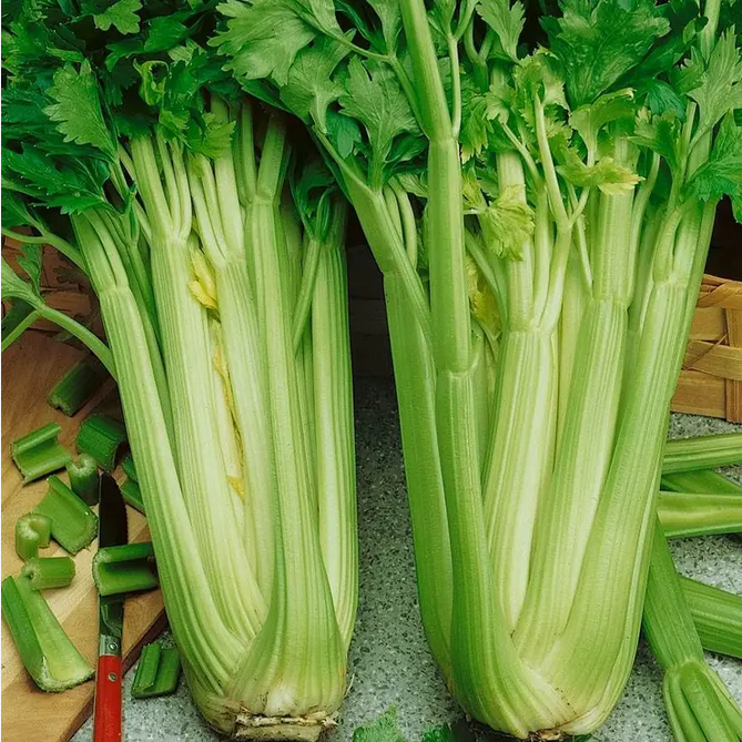 Park Seed Utah Tall Organic Celery Seeds