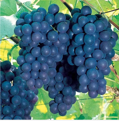 Park Seed Vitis 'Concord' Grape