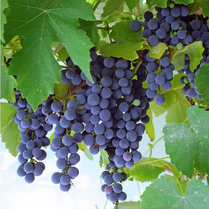 Park Seed Vitis 'Concord' Grape