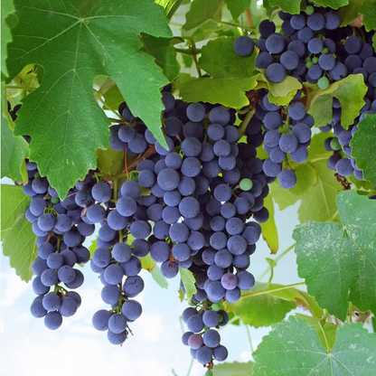 Park Seed Vitis 'Concord' Grape