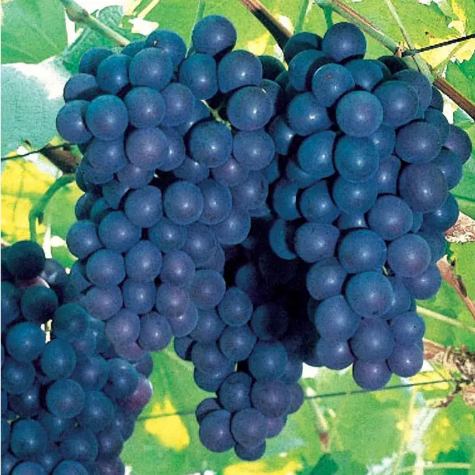 Park Seed Vitis 'Concord' Grape