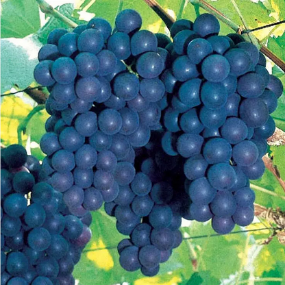 Park Seed Vitis 'Concord' Grape