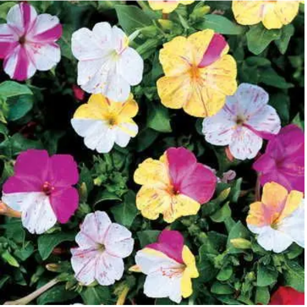 Park Seed Broken Colors Four-O'Clock Flower Seeds