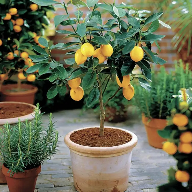 Park Seed  Citrus 'Meyer' Lemon Tree