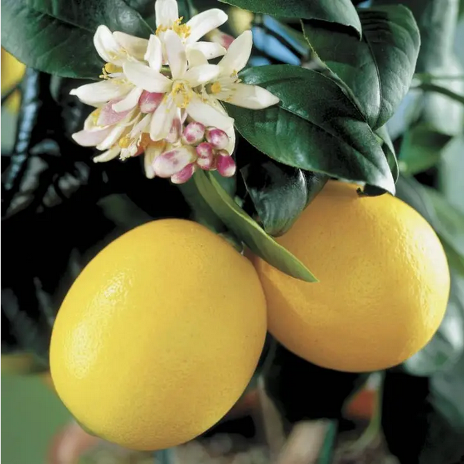 Park Seed  Citrus 'Meyer' Lemon Tree