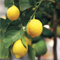 Park Seed Citrus 'Eureka' Lemon Tree