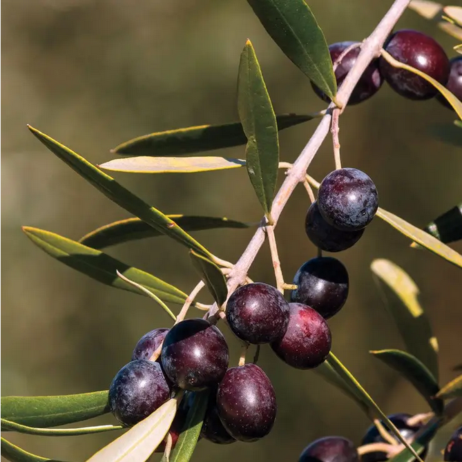 Park Seed Olive 'Arbequina' Tree