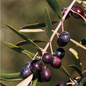 Park Seed Olive 'Arbequina' Tree