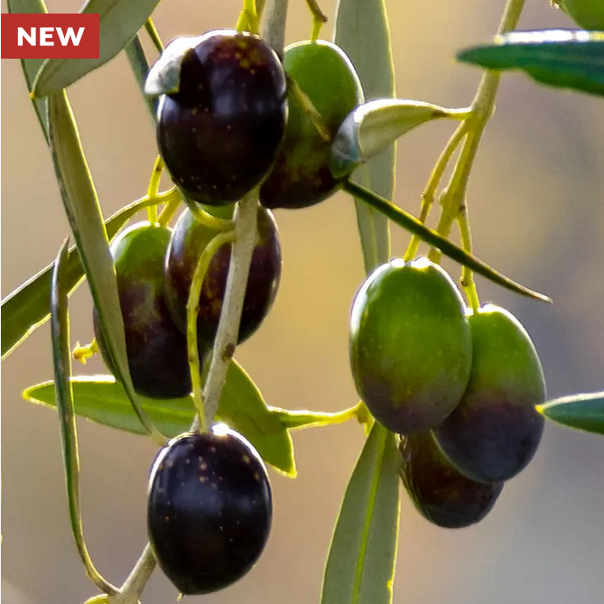 Park Seed Olea 'Mission' Olive Tree