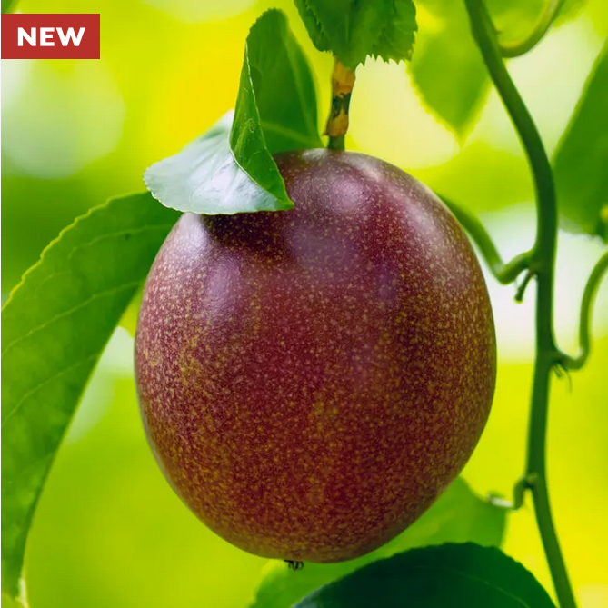 Park Seed  Passiflora 'Nancy Garrison' Passion Fruit