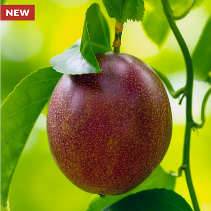 Park Seed  Passiflora 'Nancy Garrison' Passion Fruit