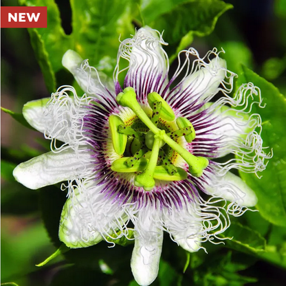 Park Seed  Passiflora 'Nancy Garrison' Passion Fruit