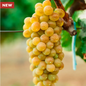 Park Seed  Vitis Himrod White Seedless Grape