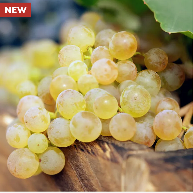 Park Seed  Vitis Himrod White Seedless Grape