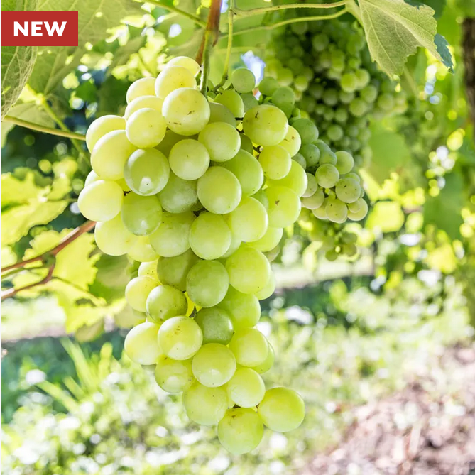 Park Seed  Vitis Himrod White Seedless Grape