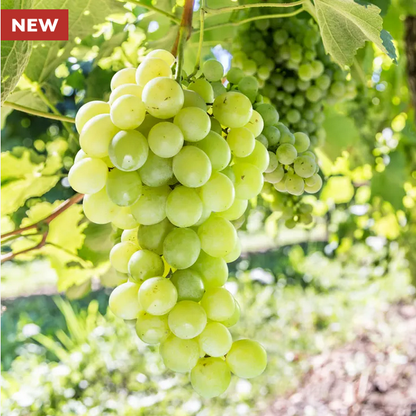 Park Seed  Vitis Himrod White Seedless Grape