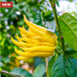 Park Seed  Citrus Buddha's Hand Citron Tree