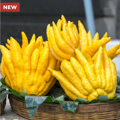 Park Seed  Citrus Buddha's Hand Citron Tree