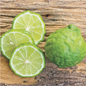 Park Seed  Citrus Kieffer Lime Tree