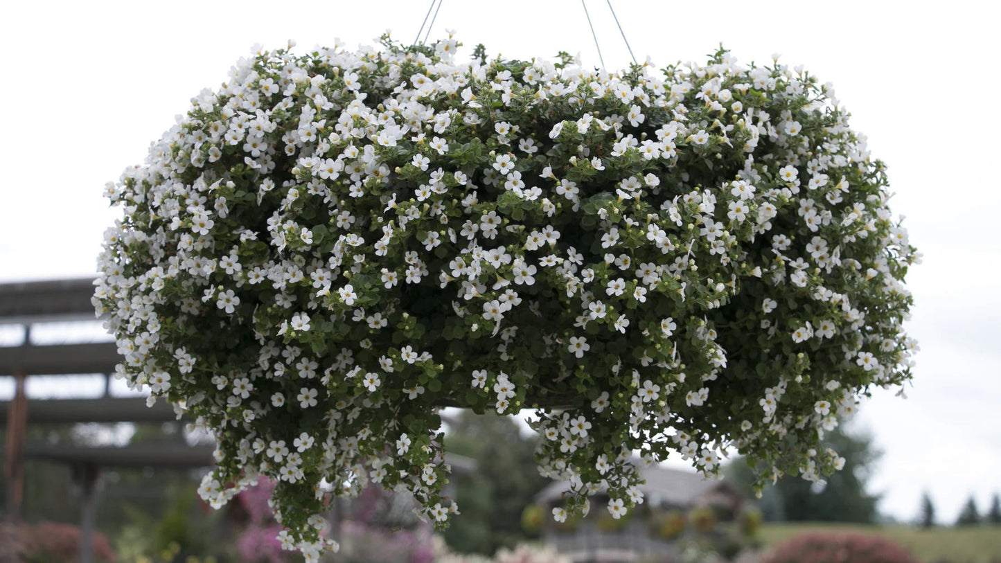 Proven Winners Direct Snowstorm Snow Globe Bacopa (Sutera)