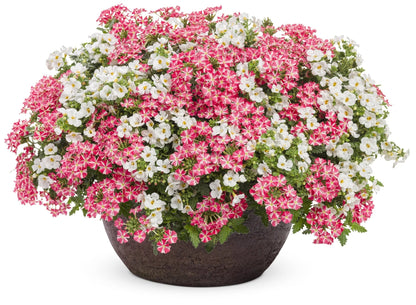 Proven Winners Direct Snowstorm Snow Globe Bacopa (Sutera)