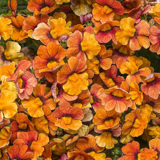 Proven Winners Direct Sunsatia Blood Orange (Nemesia)