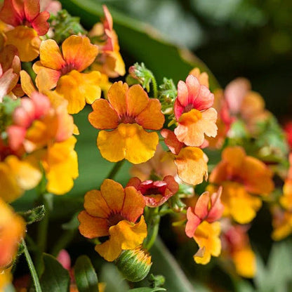 Proven Winners Direct Sunsatia Blood Orange (Nemesia)