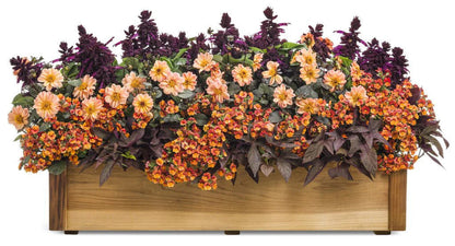 Proven Winners Direct Sunsatia Blood Orange (Nemesia)