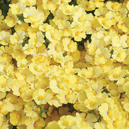 Proven Winners Direct Sunsatia Lemon (Nemesia)