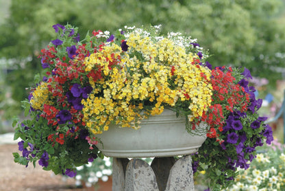 Proven Winners Direct Sunsatia Lemon (Nemesia)