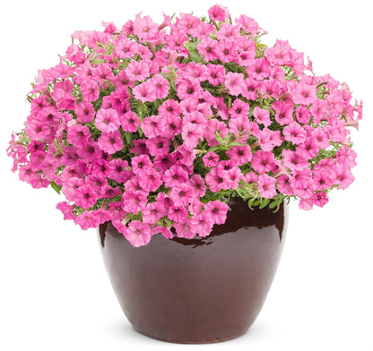 Proven Winners Direct Supertunia Mini Vista Hot Pink (Petunia)