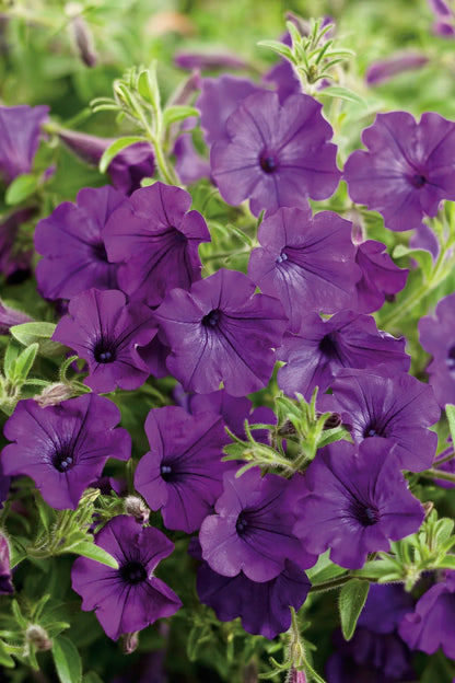 Proven Winners Direct Supertunia Mini Vista Indigo (Petunia)