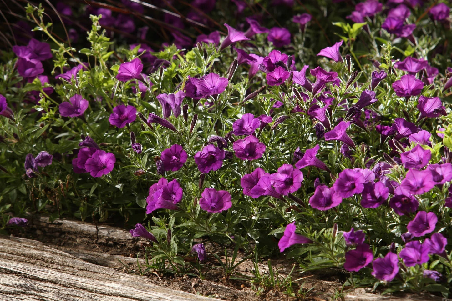 Proven Winners Direct Supertunia Mini Vista Indigo (Petunia)